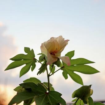 綿１１（花） 綿,花,黄色の写真素材