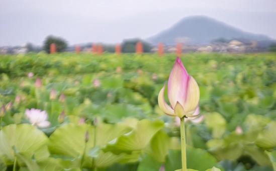 Photo, kyo fujiwara, lotus flower, lotus pond, 