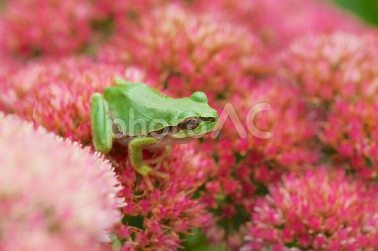 花の上のアマガエル カエル,アマガエル,蛙の写真素材