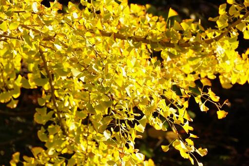 黄葉したイチョウ イチョウ,木,ギンナンの写真素材