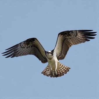 ミサゴ ミサゴ,鳥類,猛禽類の写真素材