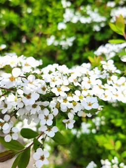 白い小花 白い小花の写真
