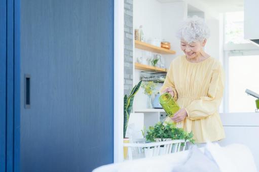 観葉植物に水をやるシニアの女性 シニア,女性,園芸の写真素材