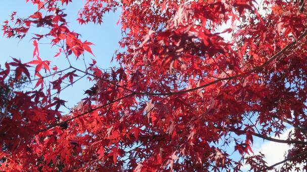 色づくモミジ もみじ,秋,モミジの写真素材
