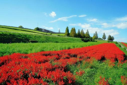 淡路島 あわじ花さじき⑮ サルビア 淡路島 あわじ花さじき⑮ サルビア 兵庫県,あわじ花さじき,サルビアの写真素材
