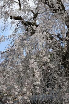 春の帳に包まれて ― 見延山の桜 春の帳に包まれて ― 見延山の桜の写真