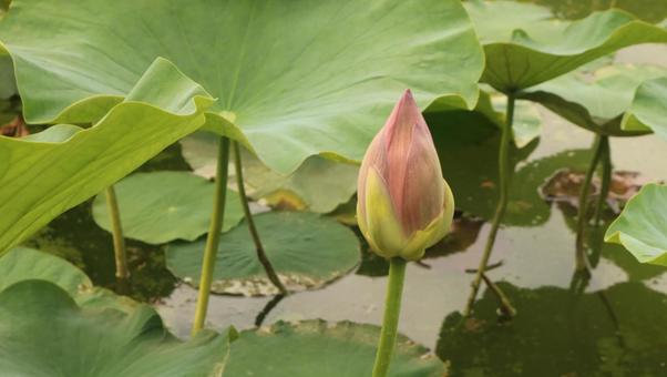 ハスの花のつぼみ ハスの花のつぼみ ハス,花,つぼみの写真素材