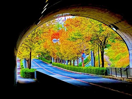 紅葉のある風景の写真