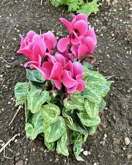 花★シクラメン（ピンク） シクラメン,ピンク,フラワーの写真素材