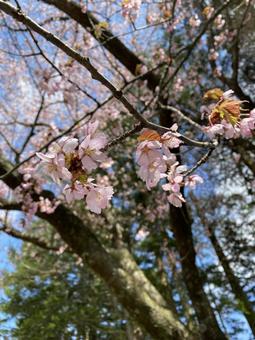 桜の花の写真