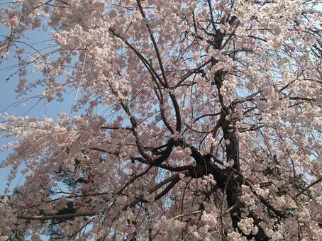 桜の木1 桜の木1の写真