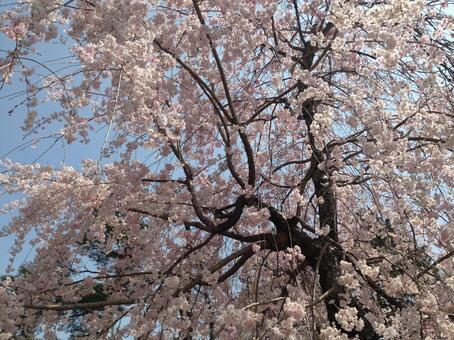 Cherry tree 1, sakuragi, cherry blossoms, branch, JPG