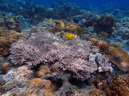 小笠原のシュノーケリング 小笠原,シュノーケリング,シュノーケルの写真素材