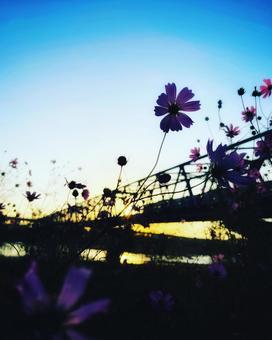 秋空とピンクのコスモスのシルエット 秋空とピンクのコスモスのシルエット 花,コスモス,花びらの写真素材