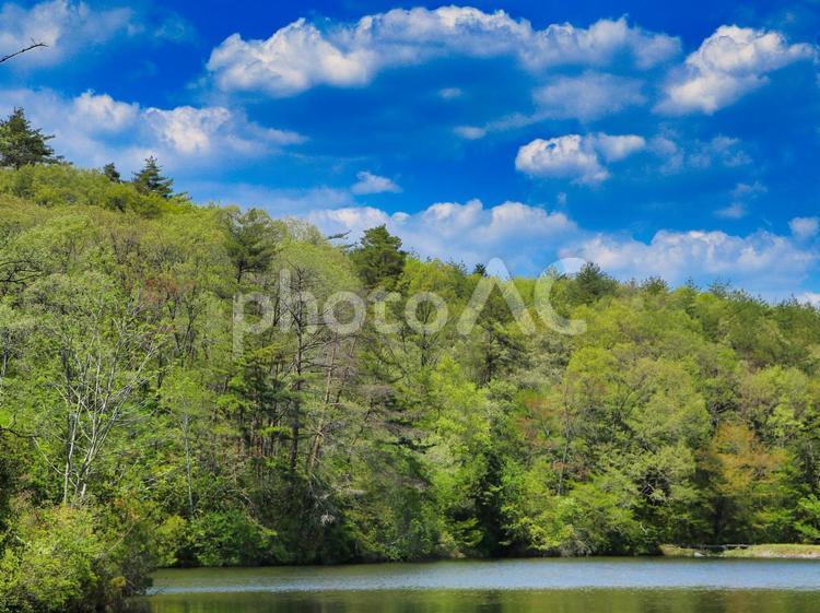 新緑の木々と池と青空 木々,春,夏の写真素材