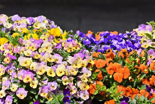 Colorful pansy flowers, JPG