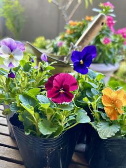 春が楽しみなビオラの花苗/縦 ビオラ,花苗,ガーデニングの写真素材