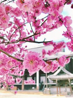ウメの木 自然,花,景色の写真素材