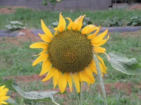 大きく咲く黄色いひまわりの花 大きく咲く黄色いひまわりの花 ひまわり,ヒマワリ,暑いの写真素材