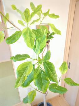 大型観葉植物　フィカスアルテシマ10号鉢 大型観葉植物,観葉植物,フィカスの写真素材