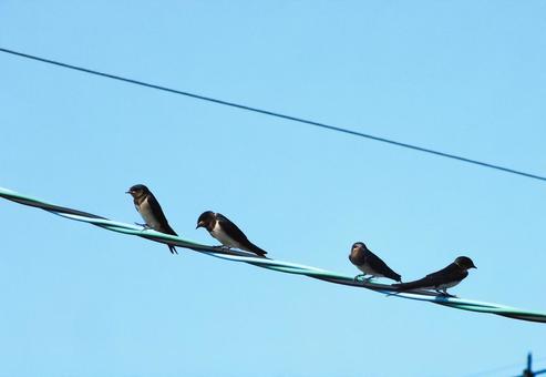 親鳥がエサを運んでくるのを待つ子燕 親鳥がエサを運んでくるのを待つ子燕 燕,燕の子,鳥の写真素材