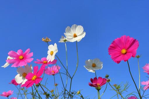 コスモス　花　青空 花,コスモス,秋桜の写真素材