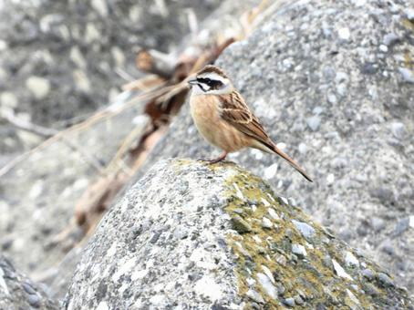 岩の上にとまるホオジロの写真