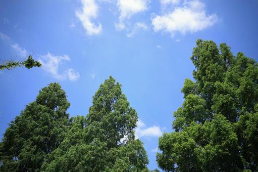 青空を見上げて 青空を見上げての写真