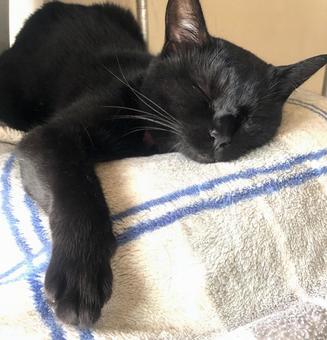 Cat taking a nap, JPG