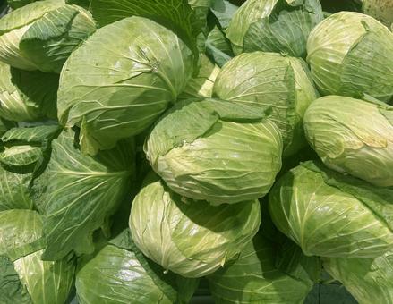 山積みキャベツ 野菜,緑黄色野菜,ベジタブルの写真素材