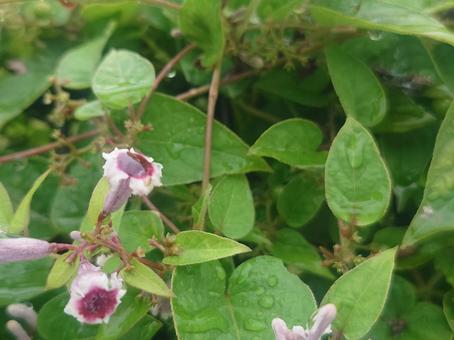 雨上がりヘクソカズラ(左下花2つ) 雨上がりヘクソカズラ(左下花2つ) 屁糞葛,paederiascanden,skunkvineの写真素材