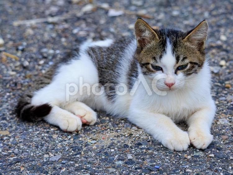 離島で出会った可愛い野良猫です。 猫,野良猫,地域猫の写真素材