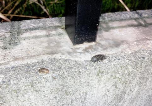 ダンゴムシ ダンゴムシ ダンゴムシ,団子虫,丸まるの写真素材