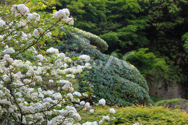 鎌倉ウォーキング　報国寺のオオデマリの花 鎌倉,ウォーキング,ハイキングの写真素材