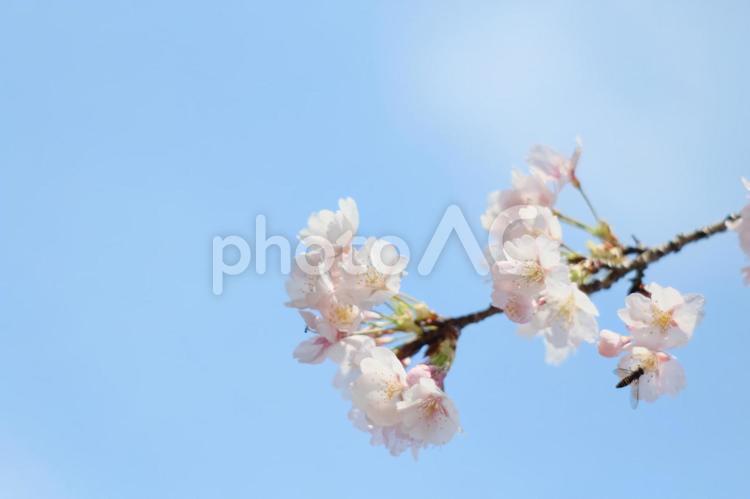 青空に桜のひとえだ 桜,さくら,サクラの写真素材