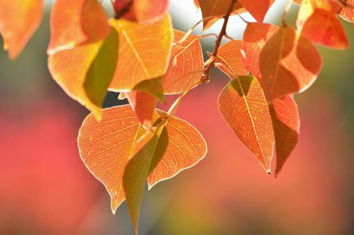 紅葉するナンキンハゼ ナンキンハゼ,紅葉,秋の写真素材