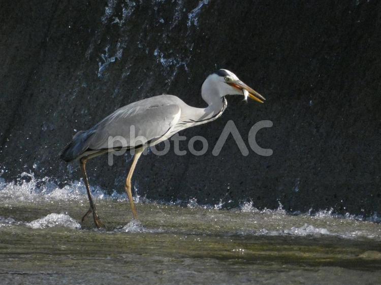 魚を移動したアオサギ 鳥,野鳥,アオサギの写真素材