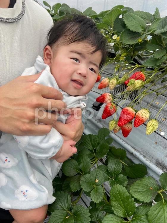 赤ちゃん　いちご狩り 人物,赤ちゃん,男の子の写真素材