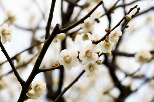 春を告げる白梅とつぼみ 梅,白梅,花の写真素材