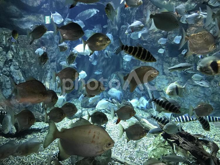 水族館の魚たち 水中,魚,サンゴの写真素材