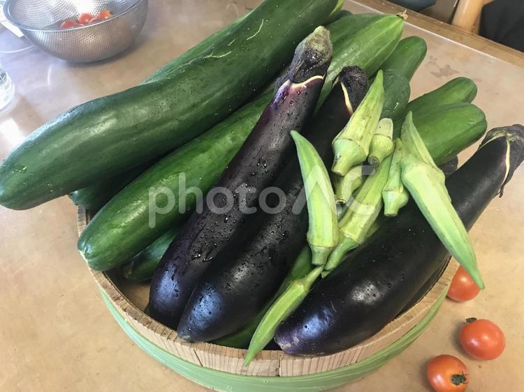 夏　野菜　季節　 夏,野菜,季節ものの写真素材