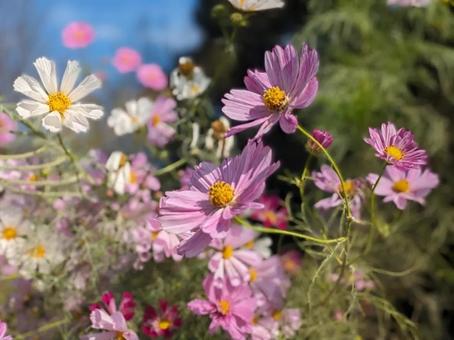 花_秋（コスモス） 秋桜,コスモス,秋の写真素材