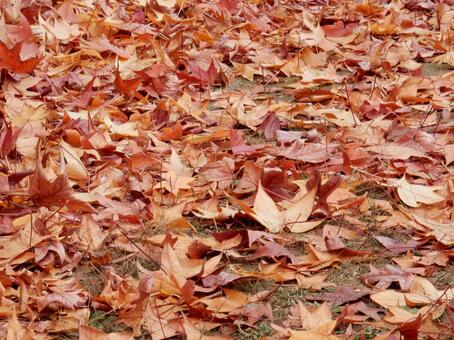 【風景写真】晩秋の風景 落ち葉,植物,季節の写真素材