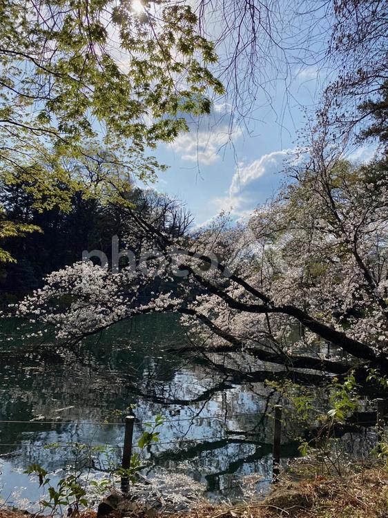 ひょうたん橋の桜 桜,春,３月の写真素材