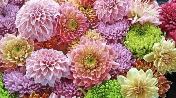 花手水14 花手水,手水,ダリヤの写真素材