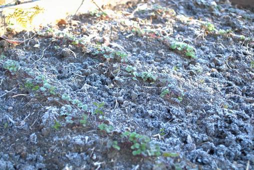 霜が降りた畑の土 土,霜,氷点下の写真素材