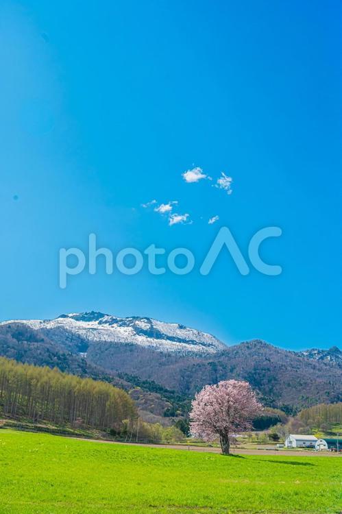 北海道　富良野　上御料の一本桜 上御料の一本桜,北海道,hokkaidoの写真素材