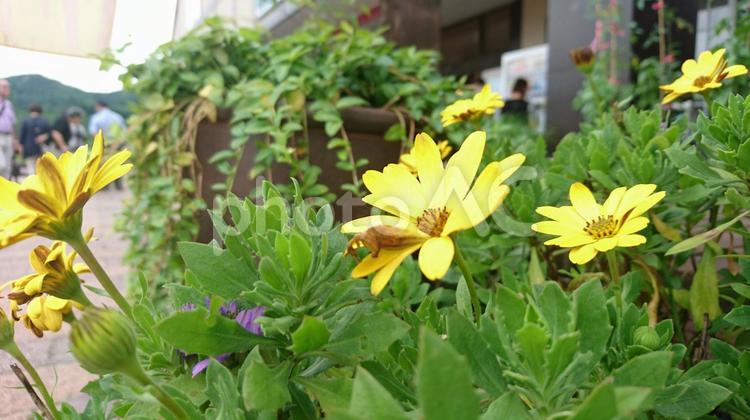 爽やかな花のある風景 ガーデン,フィールド,何人もありませんの写真素材