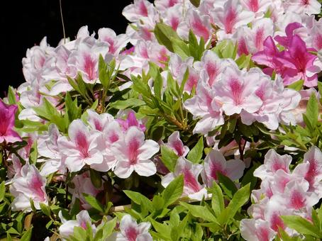 [Flower photo] Azalea flowers, JPG