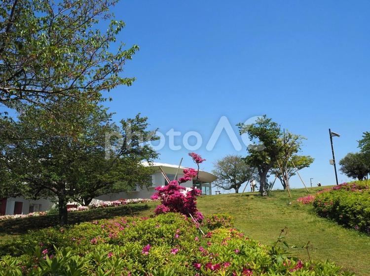 春のなぎさ公園・ツツジ＆新緑（江戸川区） 春,ツツジ,花の写真素材